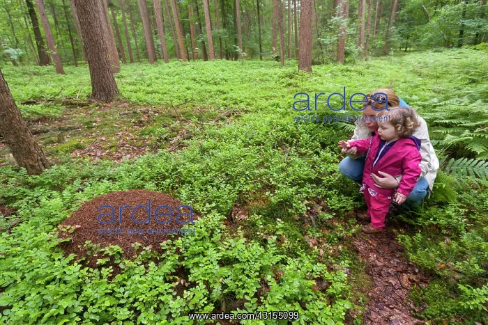 : Little girl and mother looking at anthill : Little girl and mother looking at anthill