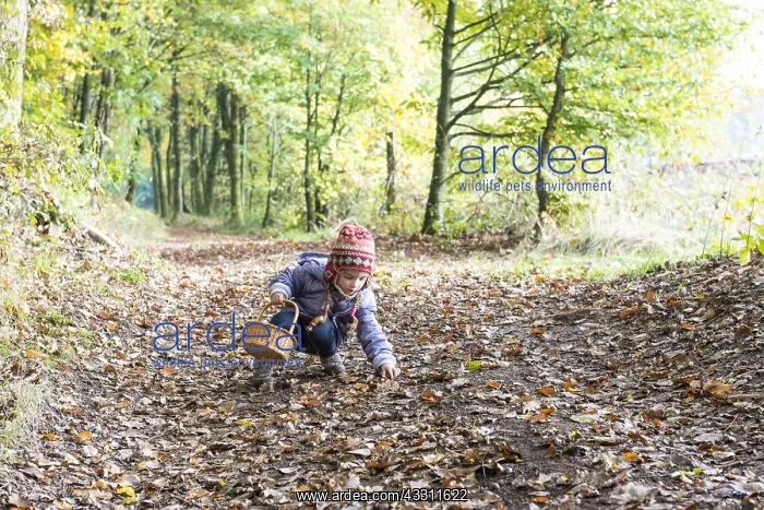: Little girl picking up acorns and chestnuts in the : Little girl picking up acorns and chestnuts in the