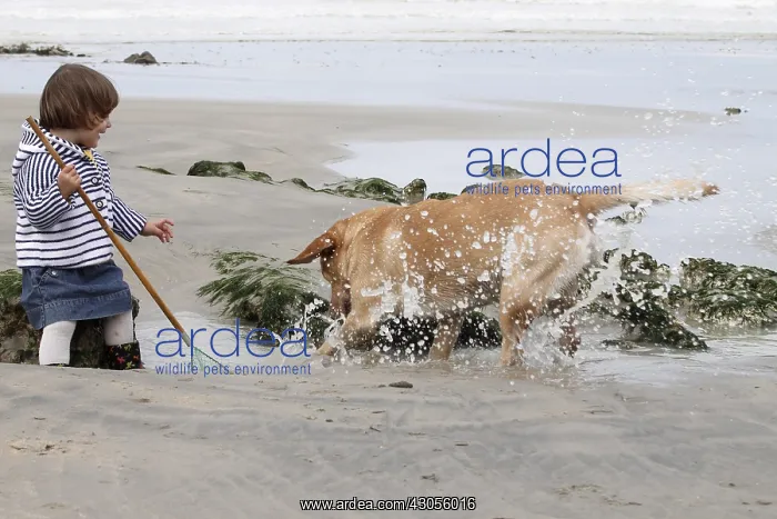 : Little girl playing on a beach with a Labrador Normandy) : Little girl playing on a beach with a Labrador Normandy)