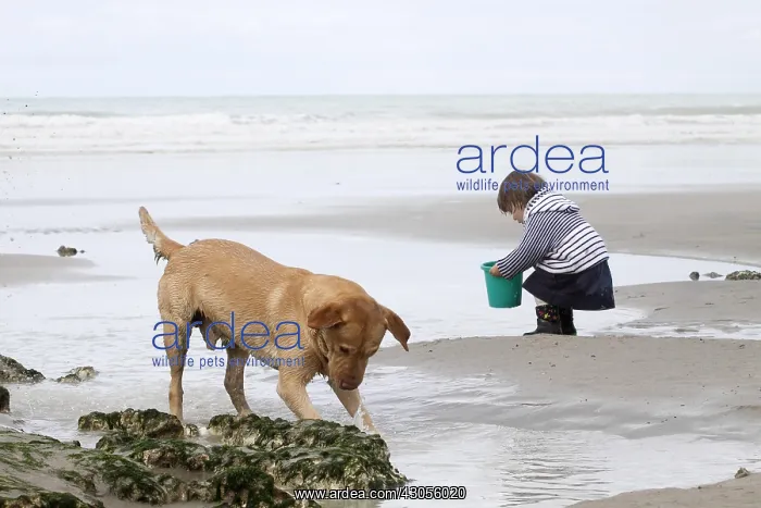 : Little girl playing on a beach with a Labrador Normandy) : Little girl playing on a beach with a Labrador Normandy)