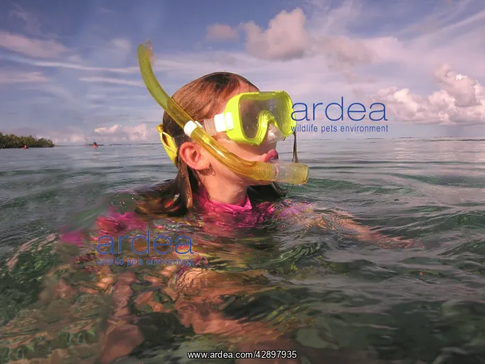 : Little girl snorkeling in the shallows. The waters : Little girl snorkeling in the shallows. The waters