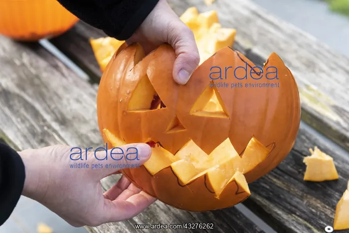 : Little girls making a Halloween pumpkin : Little girls making a Halloween pumpkin