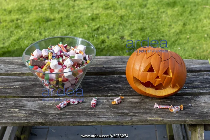 : Little girls making a pumpkin for Halloween, jar : Little girls making a pumpkin for Halloween, jar