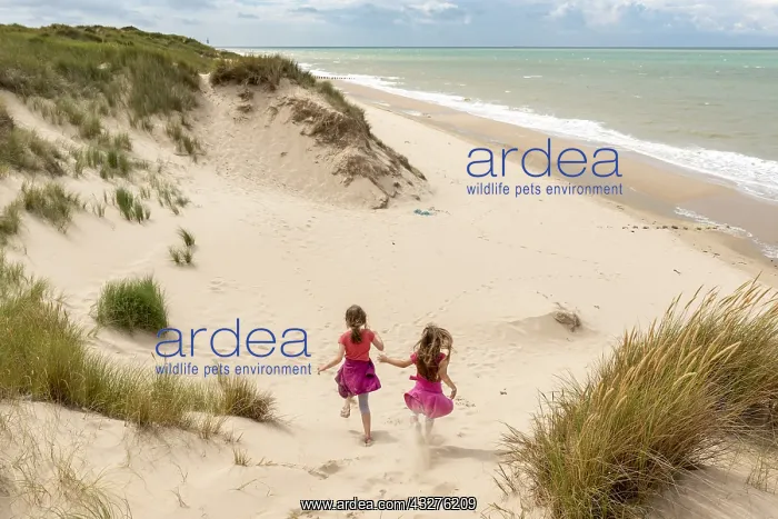 : Little girls running in the dunes of the Opal Coast : Little girls running in the dunes of the Opal Coast