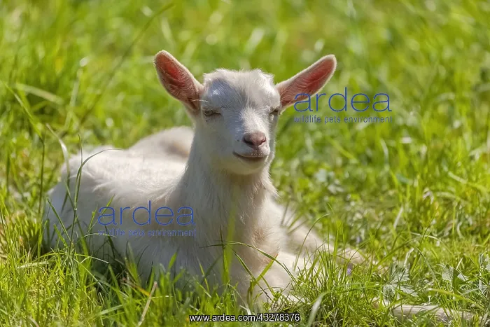 : little Goat - funny white domestic goat fawn lying : little Goat - funny white domestic goat fawn lying