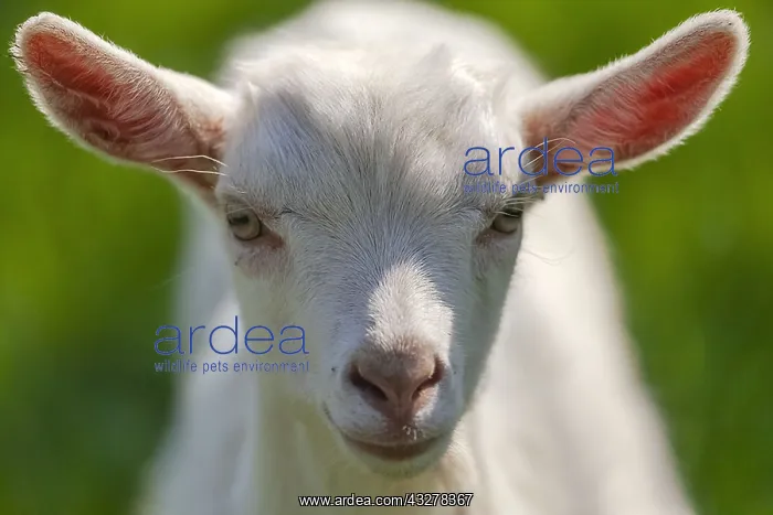 : little Goat - portrait of a white domestic goat : little Goat - portrait of a white domestic goat