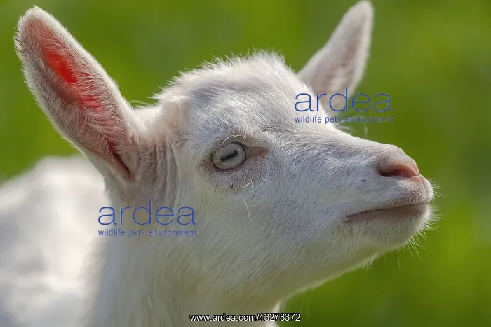 : little Goat - portrait of a white domestic goat : little Goat - portrait of a white domestic goat