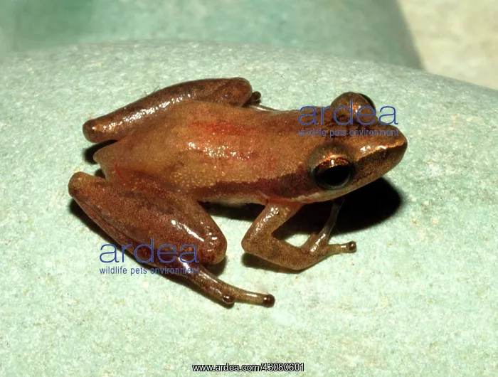 : Little Grass Frog : Little Grass Frog