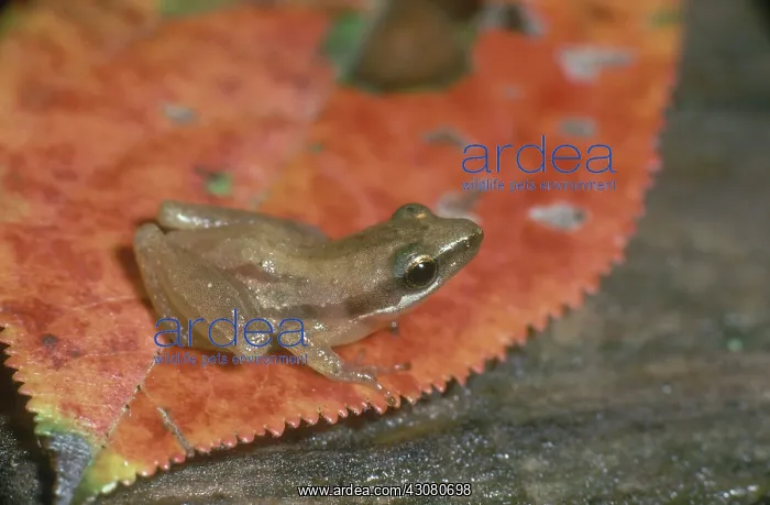 : Little Grass Frog : Little Grass Frog