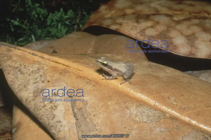 : Little Grass Frog : Little Grass Frog