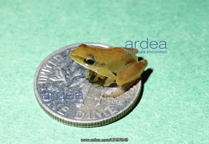 : Little Grass Frog adult sitting on a dime : Little Grass Frog adult sitting on a dime