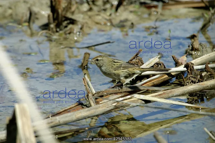: Little Grassbird : Little Grassbird