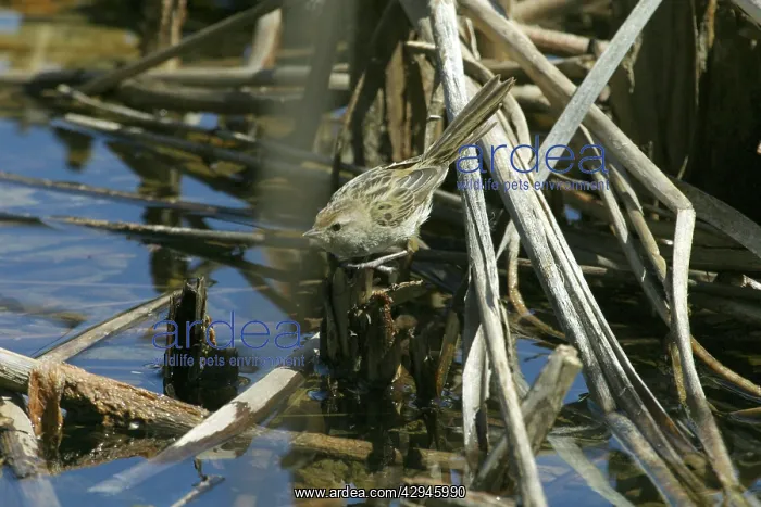 : Little Grassbird : Little Grassbird
