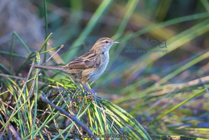 : Little Grassbird : Little Grassbird