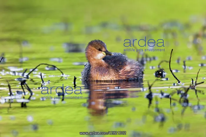 : Little Grebe : Little Grebe
