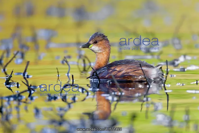 : Little Grebe : Little Grebe