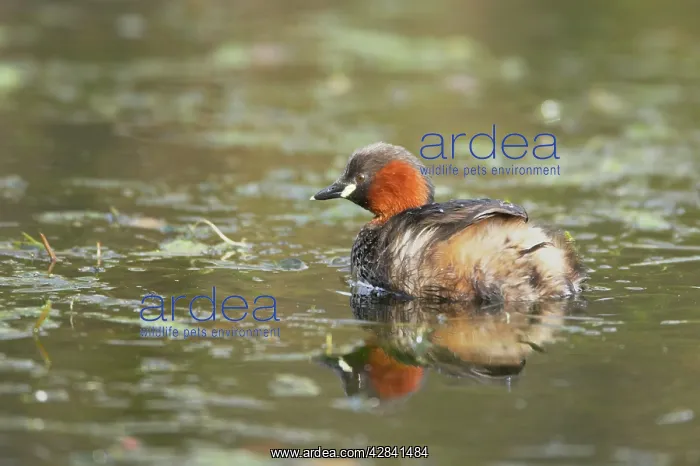 : Little Grebe : Little Grebe