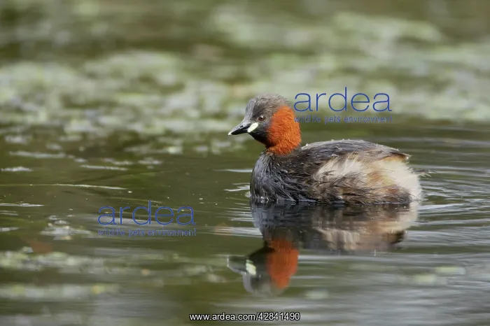 : Little Grebe : Little Grebe