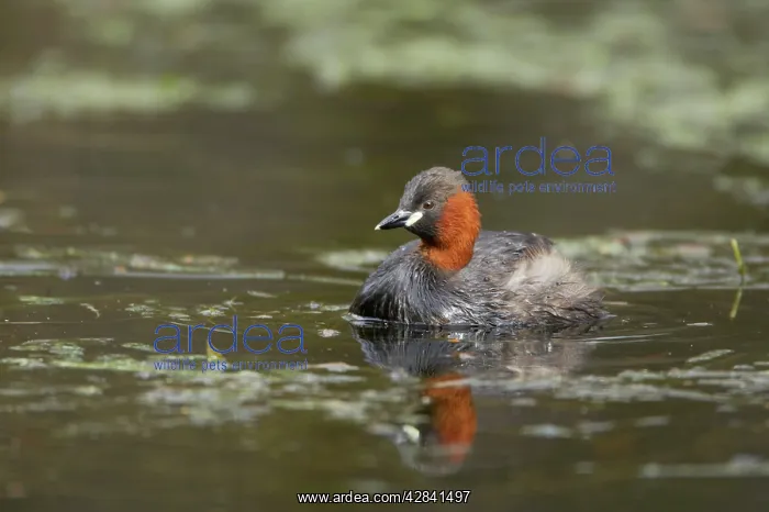 : Little Grebe : Little Grebe