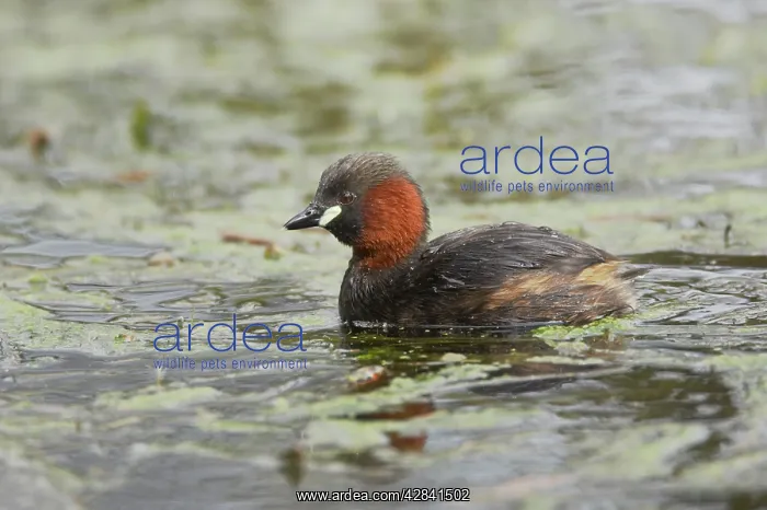: Little Grebe : Little Grebe