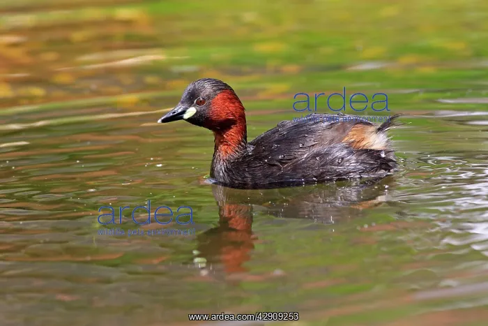 : Little Grebe : Little Grebe