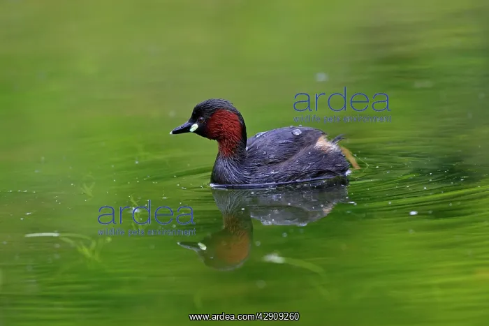 : Little Grebe : Little Grebe