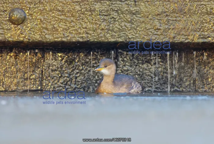 : Little Grebe : Little Grebe