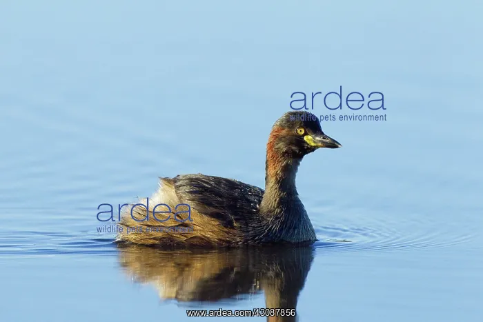 : Little Grebe : Little Grebe