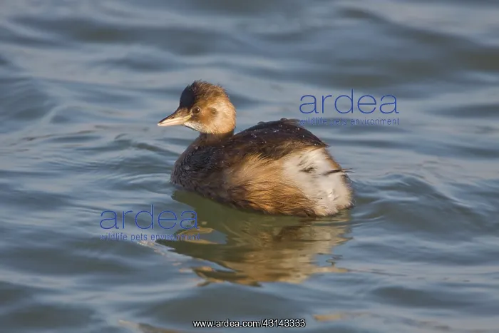 : Little Grebe : Little Grebe