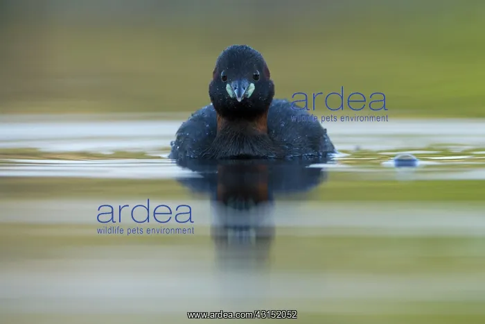: Little Grebe : Little Grebe