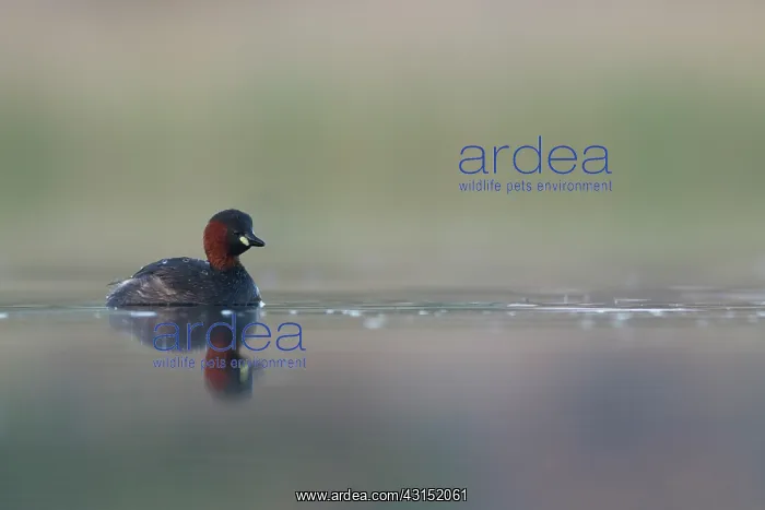 : Little Grebe : Little Grebe
