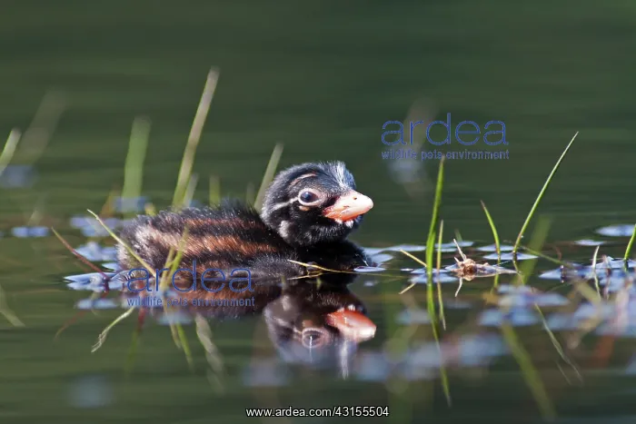 : Little Grebe : Little Grebe