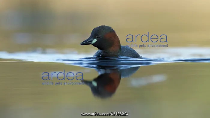 : Little Grebe : Little Grebe