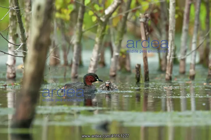 : Little Grebe : Little Grebe