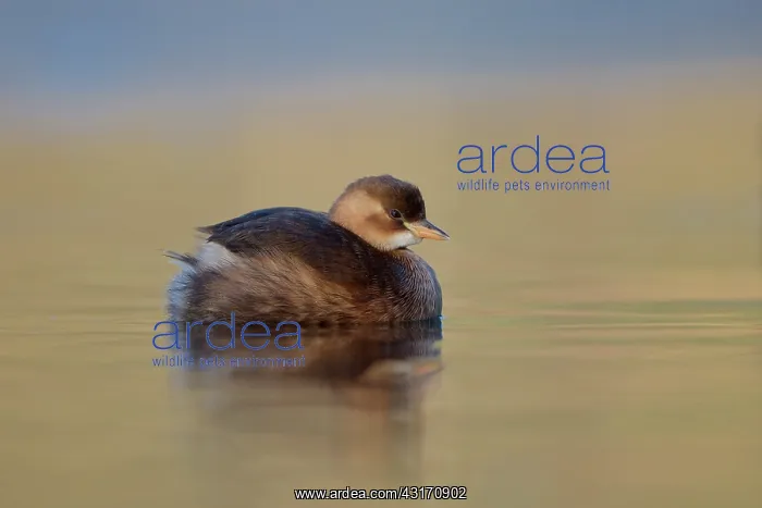  : Little Grebe