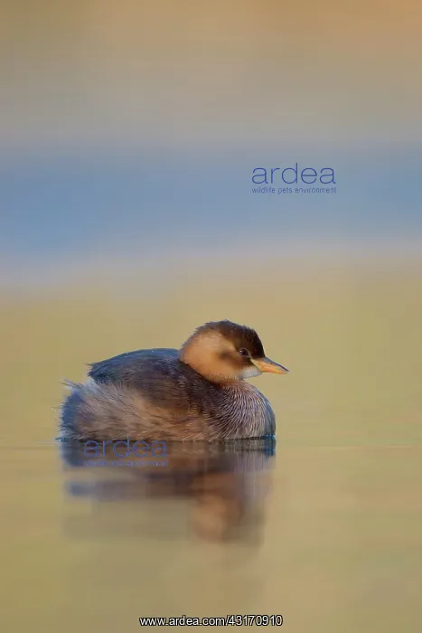 : Little Grebe : Little Grebe
