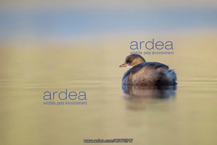 : Little Grebe : Little Grebe