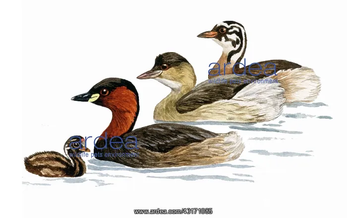 : Little Grebe : Little Grebe
