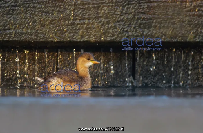 : Little Grebe : Little Grebe
