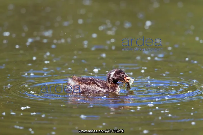 : Little Grebe : Little Grebe