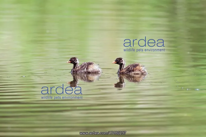 : Little Grebe : Little Grebe