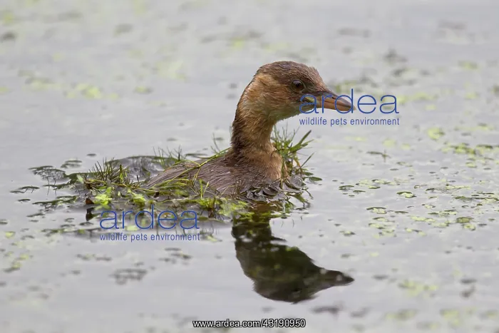 : Little Grebe : Little Grebe
