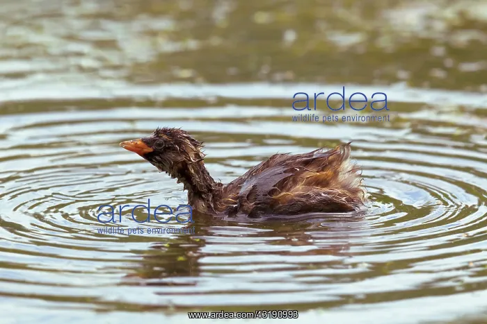 : Little Grebe : Little Grebe