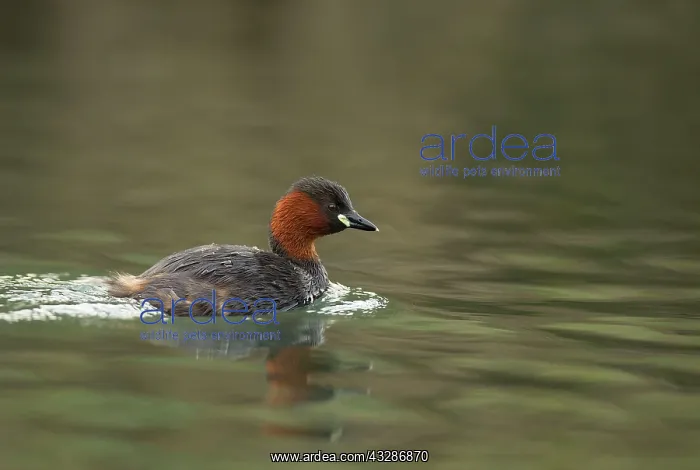 : Little Grebe - adult : Little Grebe - adult