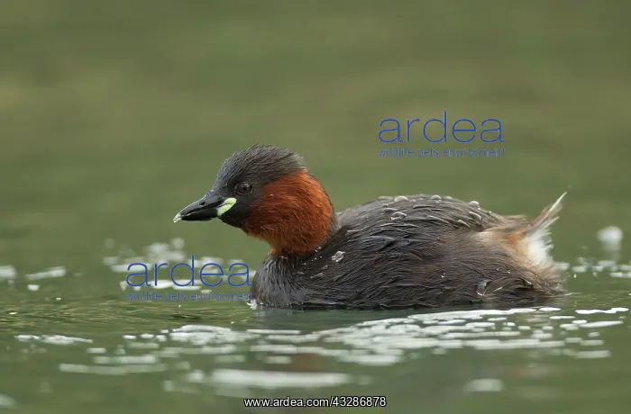 : Little Grebe - adult : Little Grebe - adult