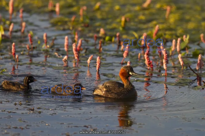: Little Grebe - adult bird with chicks - Germany : Little Grebe - adult bird with chicks - Germany