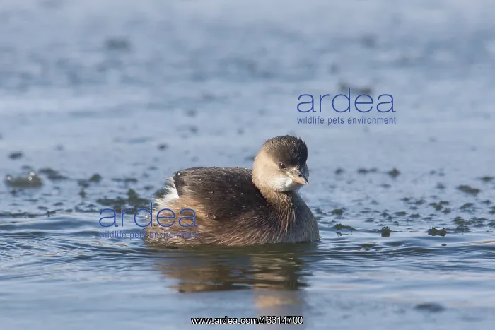 : Little Grebe - adult bird in non-breeding plumage : Little Grebe - adult bird in non-breeding plumage