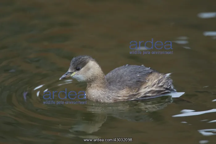 : Little Grebe - adult bird in winter plumage - Germany : Little Grebe - adult bird in winter plumage - Germany