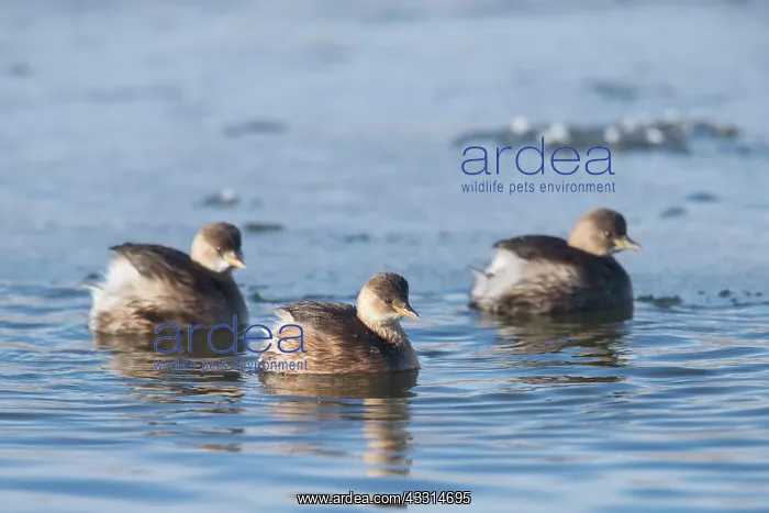 : Little Grebe - three adult birds in non-breeding : Little Grebe - three adult birds in non-breeding