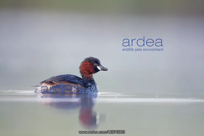 : Little Grebe - Adult in breeding plumage - on misty pond : Little Grebe - Adult in breeding plumage - on misty pond